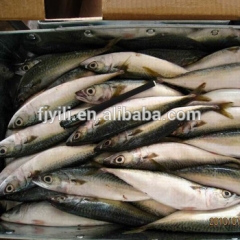 200-300g frozen mackerel frozen seafood exporter