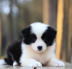 Border Collie Puppy