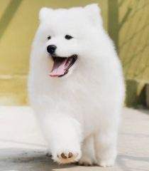 Samoyed puppy