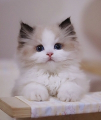 Ragdoll Kitten