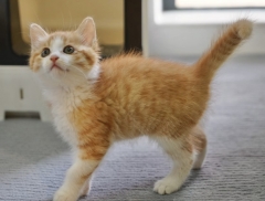 Chinese Rural Kitten