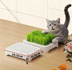 无土水培猫草猫咪零食